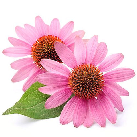 Echinacea